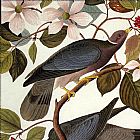 John James Audubon Canvas Paintings - Tailed Pigeon